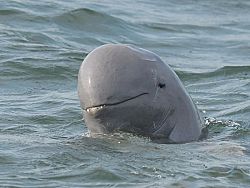 В Сиамском заливе повстречали китов и дельфинов